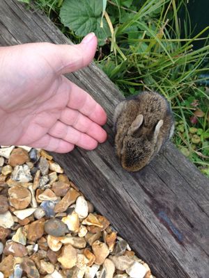 Rabbit in the garden- click for photo gallery
